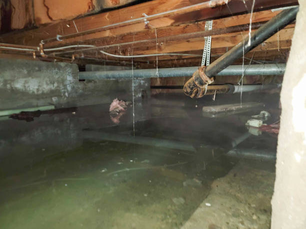 Best Local water damage restoration  in Suncoast Estates, FL
